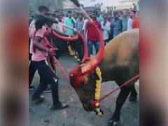 गौरी, पतंग, बुलेट, बावरी नटल्या अन् रस्त्यावर सुसाट धावल्या! कोल्हापुरात डौलदार म्हशींचा रोड शो