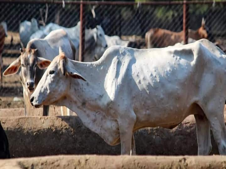 In Maharashtra, Lumpy Virus spread in 1.50 lakh animals so far, more than 90 thousand Recovered Maharashtra: करीब डेढ़ लाख पशुओं में फैला लंपी वायरस, 90 हजार से अधिक इलाज के बाद हुए ठीक