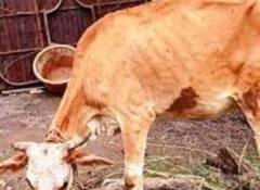 Photo : राज्यातील 32 जिल्ह्यात लम्पी स्कीनचा प्रादुर्भाव