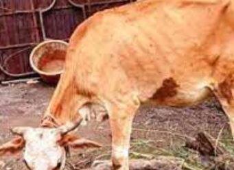 आत्तापर्यंत 93 हजार 166 पशुधन रोगमुक्त