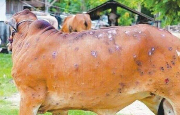 राज्यातील जवळपास 32 जिल्ह्यामध्ये लम्पी स्कीन आजाराचा प्रादुर्भाव
