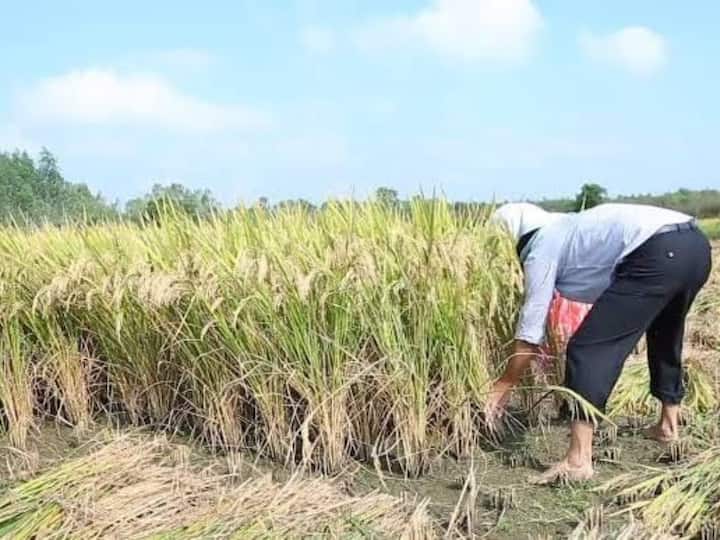 Paddy harvesting is going to start all over Karimnagar district కరీంనగర్‌ జిల్లాలో ఊపందుకోనున్న వరి కోతలు- ధాన్యం కొనుగోళ్లకు సర్వం సిద్ధం