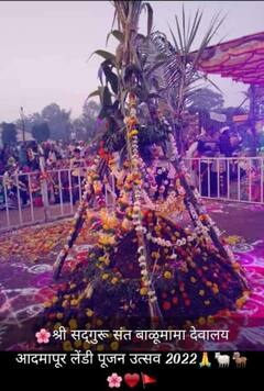 Balumama Admapur : ढोल, कैताळचा गजर अन् भंडाऱ्याच्या उधळणीत आदमापुरात बकरी बुजवण्याचा कार्यक्रम रंगला