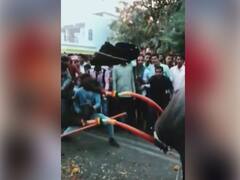 गौरी, पतंग, बुलेट, बावरी नटल्या अन् रस्त्यावर सुसाट धावल्या! कोल्हापुरात डौलदार म्हशींचा रोड शो