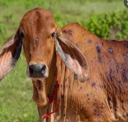 दूध व्यवसायावर परिणाम