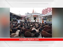 Balumama Admapur : ढोल, कैताळचा गजर अन् भंडाऱ्याच्या उधळणीत आदमापुरात बकरी बुजवण्याचा कार्यक्रम रंगला