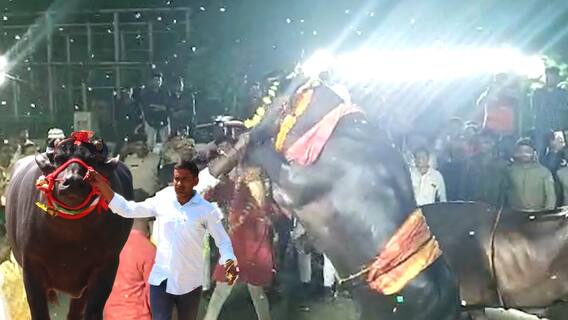 Saidabad Sadar : చావుణి, ఉప్పర్ గూడా యాదవ్ సంఘం ఆధ్వర్యంలో సదర్ మేళా | DNN | ABP Desam