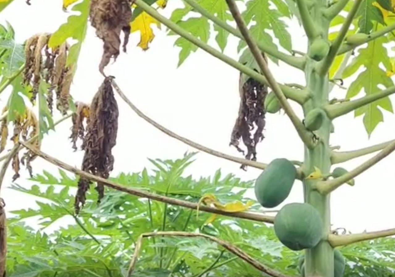 Agriculture News : नंदूरबार जिल्ह्यातील पपई उत्पादक शेतकरी संकटात, बागांवर बुरशीजन्य रोगांचा प्रादुर्भाव 