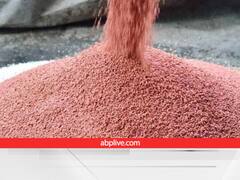 फास्फोरस के इस्तेमाल से फसल और जीवों को कई फायदे, रिसर्चर्स ने कहा- 80 फीसदी चाहिए इंप्रूवमेंट