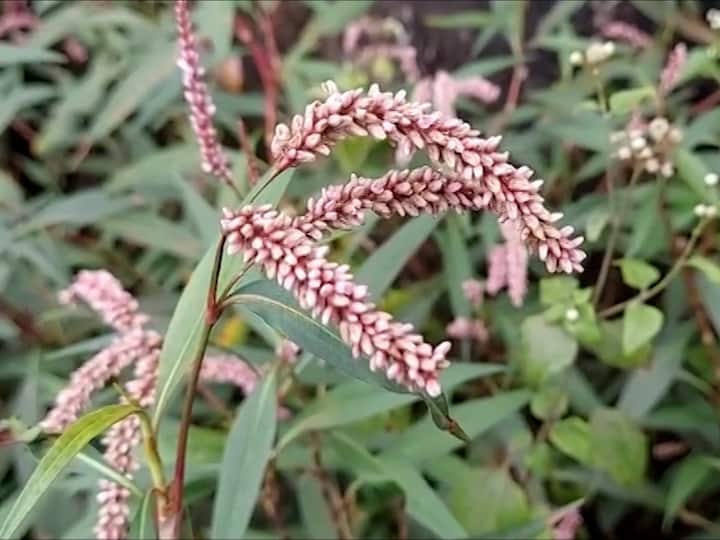 आंबोलीत पर्यटकांना रंगीबेरंगी फुले, धबधबे, साप, बेडूक अशा अनेक प्रकारच्या पर्यटनाचा आनंद लुटता येतो.