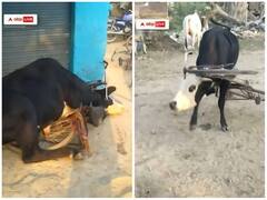 साइकिल में फंस गई सांड़ की गर्दन, पहलवानों की तरह दी पटखनी