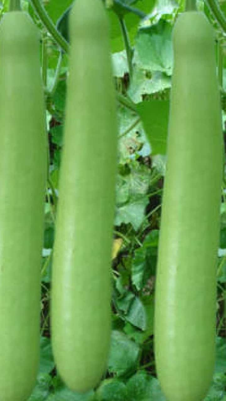 Bottle Gourd Juice : तुम्ही सकाळी चहा, कॉफीऐवजी दुधीचा रस प्यायलात तर त्यामुळे तुमच्या आरोग्याला अनेक फायदे मिळतील.