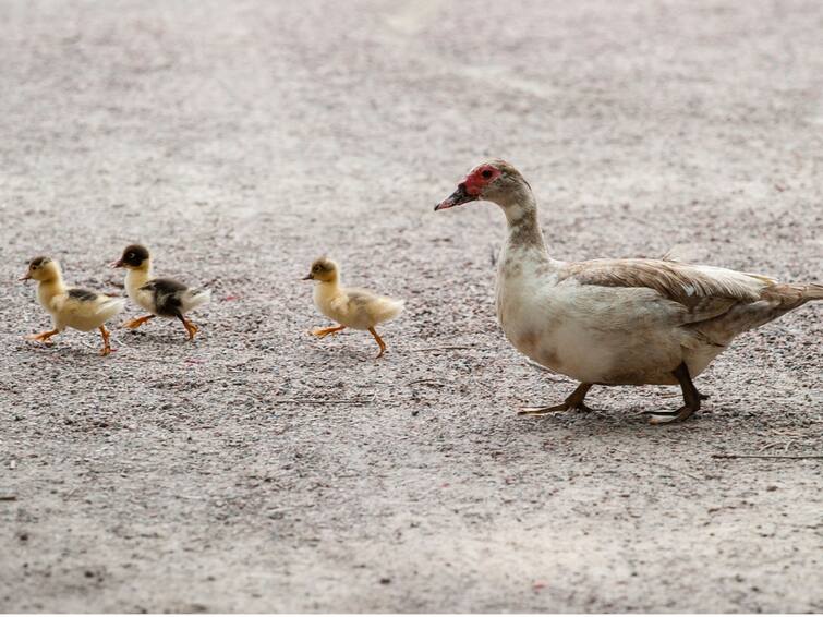 Avian Influenza Outbreak: Health Ministry To Send 7-Member High-Level Team To Investigate Avian Influenza Outbreak: Health Ministry To Send 7-Member High-Level Team To Kerala For Investigation