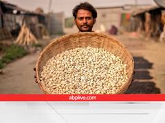 मखाना प्रॉडक्शन के लिए इन जिलों पर है खास फोकस, 75% तक सब्सिडी लेकर खेती-प्रसंस्करण करें किसान