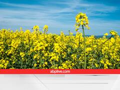 आलू के बाद सरसों पर पाले का बड़ा खतरा, कृषि विशेषज्ञों ने किया आगाह, फटाफट कर लें बचाव के लिए ये इंतजाम