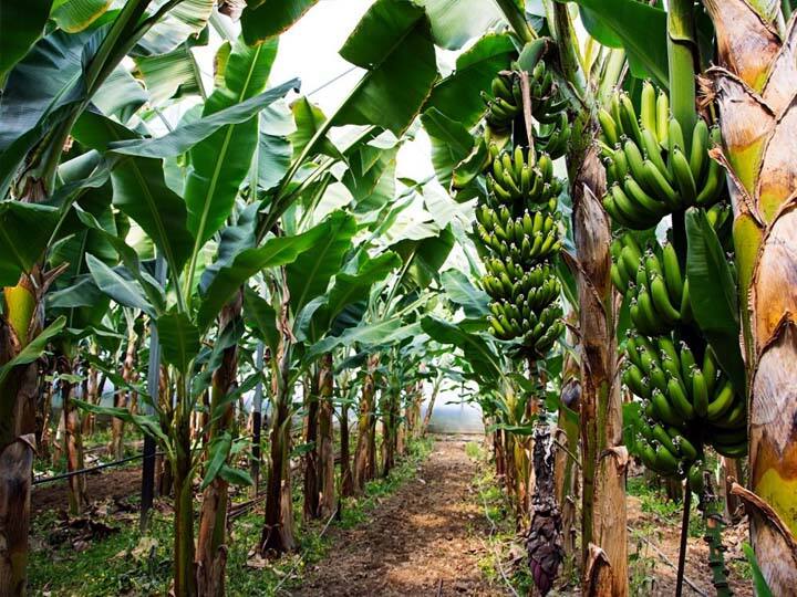 Theni: How to protect banana trees from strong winds? பலத்த காற்றில் இருந்து வாழை மரங்களை பாதுகாப்பது எப்படி..?