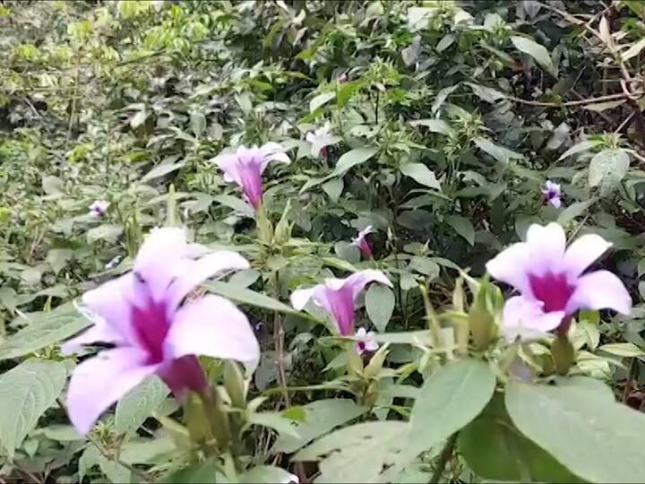 कारवीची फुले आंबोली घाटाच्या दुतर्फा फुलल्याने आंबोली घाट निळ्या जांभळ्या रंगांनी न्हावून निघाला आहे.