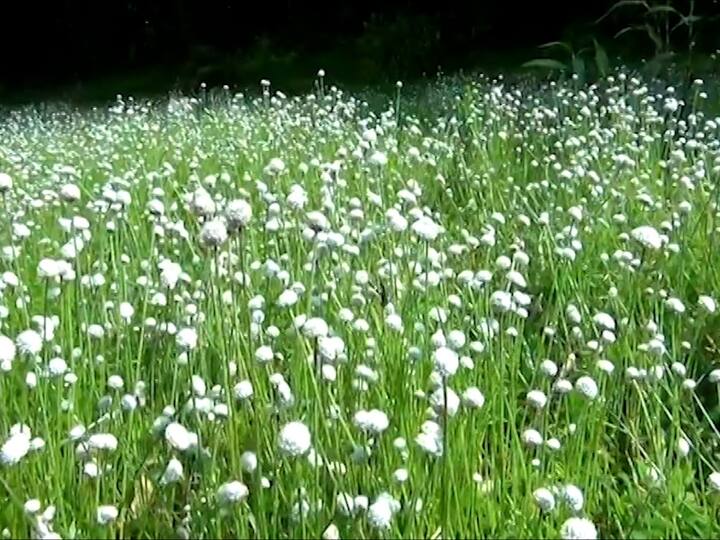 सिंधुदुर्ग जिल्ह्यातील आंबोलीत विविध प्रकारच्या फुलांचा बहर आला आहे.