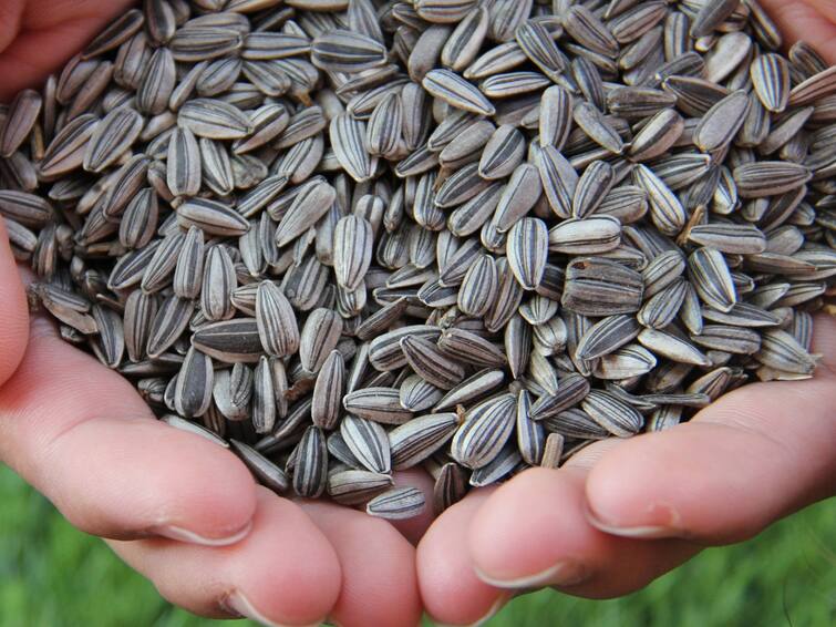 Health benefits of sunflower seeds Sunflower Seeds: మీకు ఈ సమస్యలు ఉన్నాయా? సన్ ఫ్లవర్ గింజలు తినండి