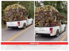 नारियल से लदे ट्रक को लूटने की फिराक में दिखे बंदर, वीडियो हुआ वायरल