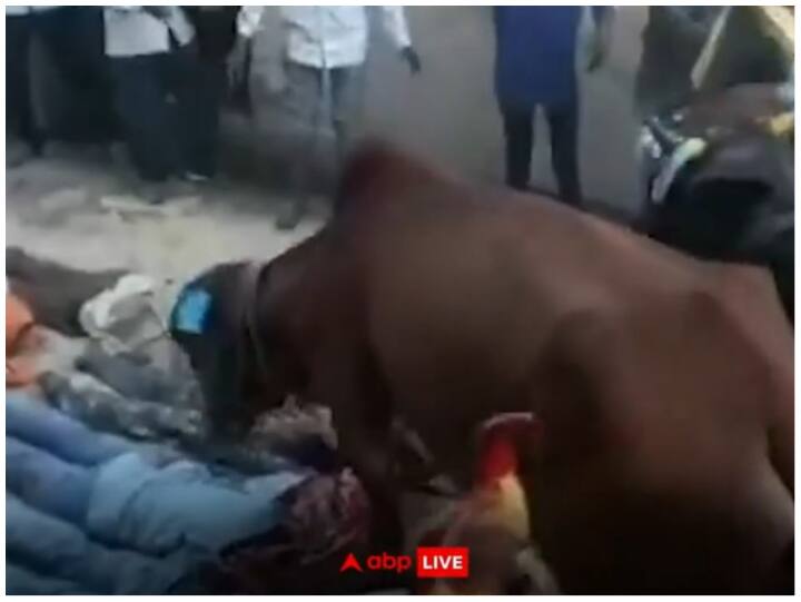 Cows and bulls passed over people lying on the ground Viral Video: जमीन पर पड़े लोगों के ऊपर से गुजरने लगे गाय और बैल, हैरान करने वाला वीडियो