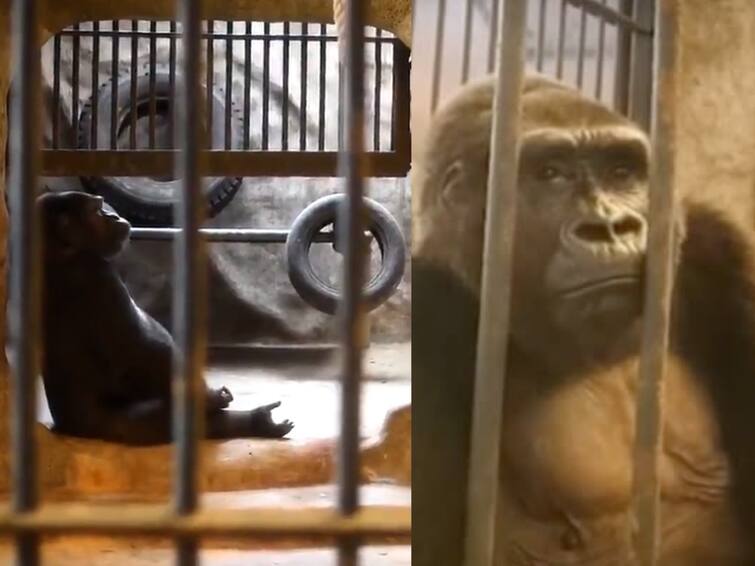 Worlds saddest gorilla has lived in captivity for 32 years owner refuses to free her Gorilla : உலகின் சோகமான கொரில்லா..! 32 ஆண்டு கால போராட்டம்..! எப்போது கிடைக்கும் சுதந்திரம்..?