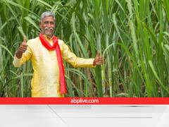 25% ज्यादा मिठास और पैदावार देगी शरदकालीन गन्ना की फसल, बुवाई से पहले रखें इन बातों का खास ध्यान