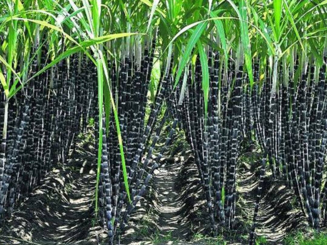 Tamil Nadu tops sugarcane production capacity Thanjavur TNN கரும்பு உற்பத்தி திறனில் முதலிடம் வகிக்கும் தமிழ்நாடு..!