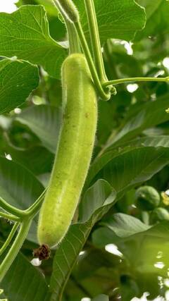 Bottle Gourd Juice : तुमची सकाळ हेल्दी करायची असेल तर आजपासूनच दुधीचा रस प्या; मिळतील अनेक फायदे