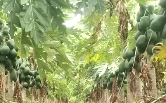 Photo : नंदूरबार जिल्ह्यातील पपई उत्पादक शेतकरी संकटात