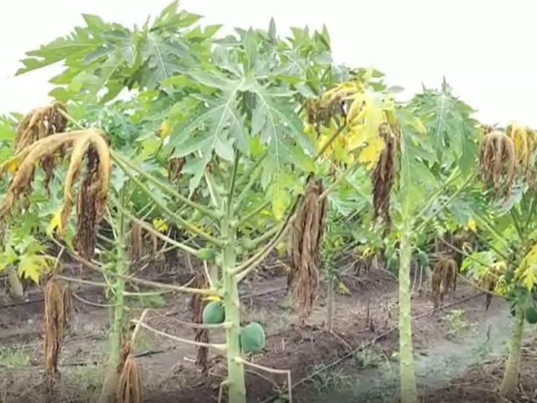 Agriculture News : नंदूरबार जिल्ह्यातील पपई उत्पादक शेतकरी संकटात, बागांवर बुरशीजन्य रोगांचा प्रादुर्भाव Nandurbar News Papaya farmers in Nandurbar district in trouble, fungal disease outbreak on papaya orchards Agriculture News : नंदूरबार जिल्ह्यातील पपई उत्पादक शेतकरी संकटात, बागांवर बुरशीजन्य रोगांचा प्रादुर्भाव