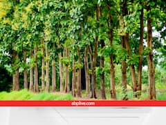 मुनाफे की खेती! खेत की बाउंड्री पर लगायें ये पौधा, कुछ ही सालों में करोड़ों का टर्नओवर पक्का