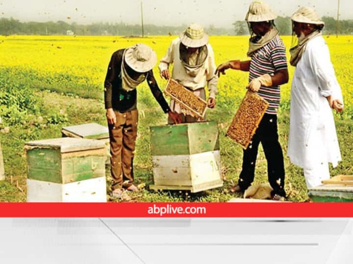 Honey Farmers Bee keepers FPO FPC have opposed the cultivation of GM Mustard Dhara Mustard 11 Genetically Modified: क्या है जीएम तकनीक, क्यों हो रहा है जीएम सरसों का विरोध, सेहत और रोजगार से जुड़ा है पूरा मामला