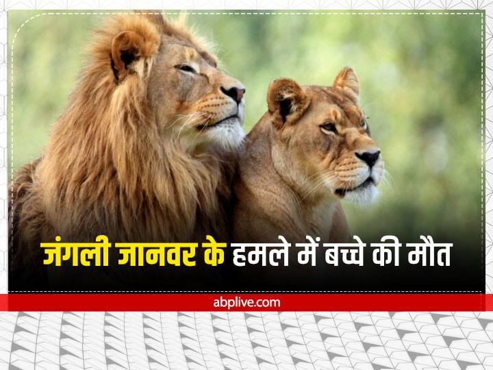 Gir forest wild animals attacked Child dies forest department put up cages to catch Gir Forest: गिर वन क्षेत्र में जंगली जानवर के हमले में बच्चे की हुई मौत, घटनास्थल पर मिले पंजे के निशान