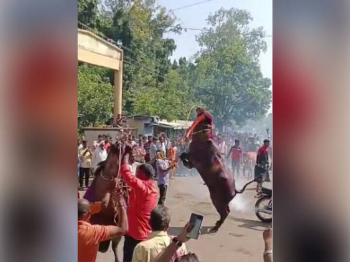 मालकांचा तालावर उड्या घेणाऱ्या म्हशींचा रुबाब काही औरच असतो.