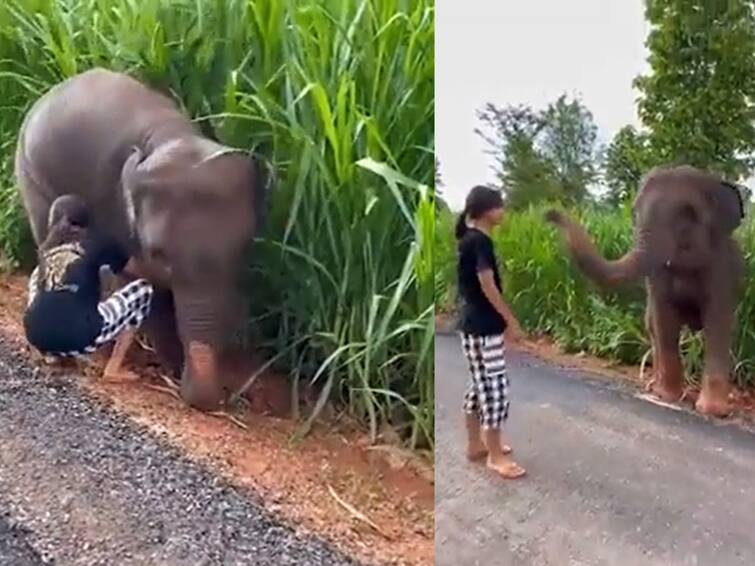 girl helps baby elephant whose leg stuck in mud vdeo wins netizens heart Watch Video: உதவிய பெண்ணுக்கு தும்பிக்கையைத் தூக்கி நன்றி தெரிவித்த யானை! - வீடியோ வைரல்