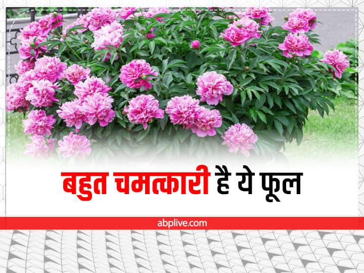 Vastu Tips, Peony Flower Benefit: वास्तु शास्त्र के अनुसार फूल का संबंध घर की सुंदरता के साथ जीवन के सौभाग्य भी जुड़ा होता है. ऐसा ही है पियोनिया का फूल. आइए जानते हैं इसे घर में लगाने के फायदे.