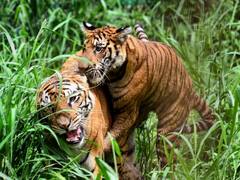 एमपी के टाइगर स्टेट का दर्जा बरकरार रहेगा या नहीं? बाघों की गिनती का काम हुआ पूरा