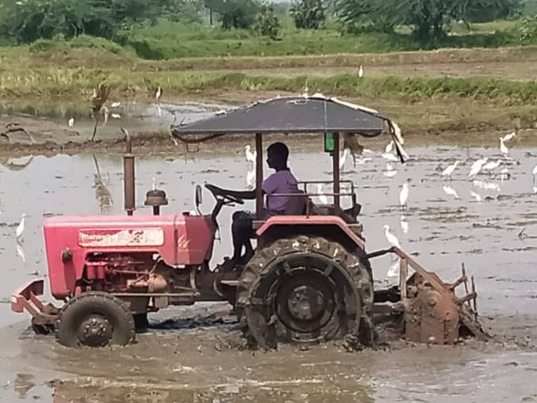 Thanjavur Paddy fields becoming bird santuries during this month TNN கண்கொள்ளா காட்சி... மினி சரணாலயமானது வயல்வெளி.. ஆயிரக்கணக்கில் குவிந்து இரை தேடும் கொக்குகள்!