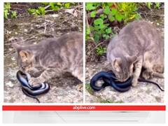 जहरीले सांप का शिकार करती दिखी बिल्ली, वीडियो देख रह जाएंगे दंग