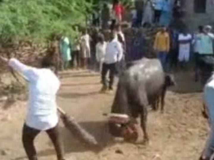 Kota News Tradition of Khekhra game continues even today cows and buffaloes are chased people ANN Kota News: गाय-भैंस को दी जाती है सेल्फ डिफेंस की ट्रेनिंग, जानें- क्या है ये खेखरा खेल की परंपरा