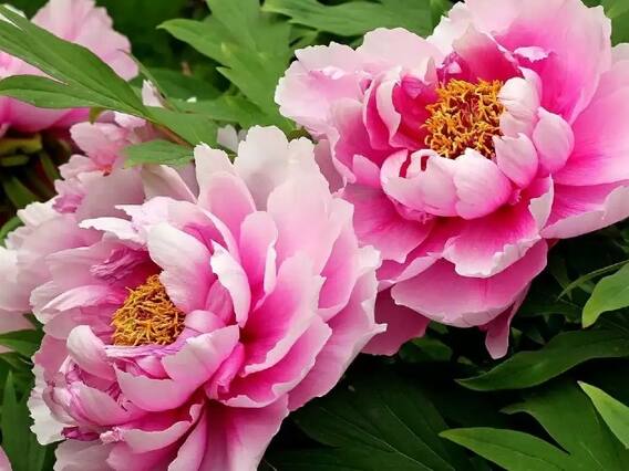 Vastu Tips: घर में लगा लिया ये गुलाबी फूल तो बदल जाएगा भाग्य, माना जाता है बहुत ही शुभ