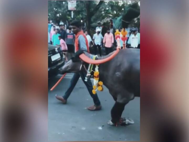 गेल्या अनेक वर्षांपासून कोल्हापूर शहरात म्हशींना सजवण्यापासून ते त्यांच्या अंगावर दागिनेही घातले जातात.