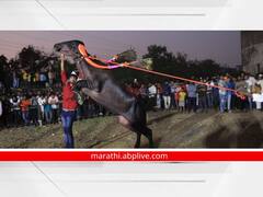 Kolhapur News : कोल्हापुरात पार पडला म्हशी आणि रेड्यांचा रिंगण सोहळा!