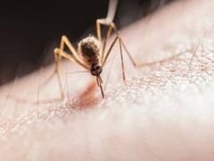 मध्य प्रदेश में इस साल अब तक डेंगू के 1595 केस, 79 लाख से अधिक घरों का सर्वे