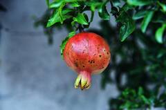 Pomegranate Benefits: আসছে শীতকাল, কেন অবশ্যই খাওয়া দরকার বেদানা?