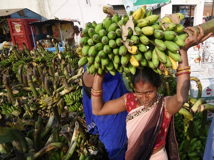 Chhath Puja celebrations are mainly observed in Bihar, Jharkhand, and Eastern Uttar Pradesh. Here, a devotee can be seen carrying a bunch of bananas for preprations on the first day of 'Chhath Puja' festival, in Patna, Friday, Oct. 28, 2022. (PTI Photo)