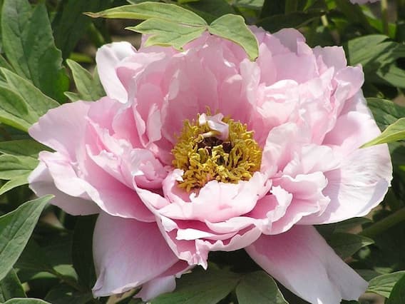 Vastu Tips: घर में लगा लिया ये गुलाबी फूल तो बदल जाएगा भाग्य, माना जाता है बहुत ही शुभ