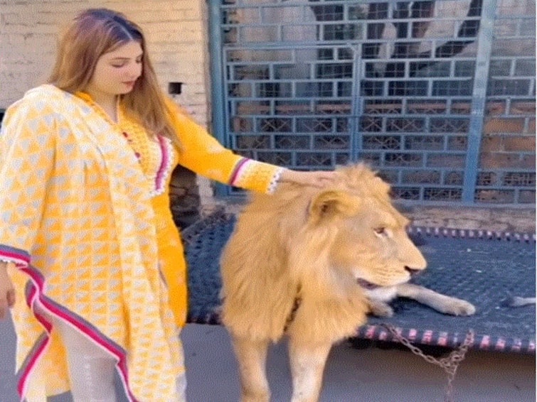 Woman Pets Lion In Viral Video Netizens Say Wo Lion Hai Cat Nahi Woman Pets Lion In Viral Video, Netizens Say 'Wo Lion Hai Cat Nahi'