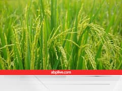 नक्सलियों के गढ़ में लहलहाई जैविक धान की फसल! इस विधि से 120 दिन में मिल गई 50 क्विंटल पैदावार